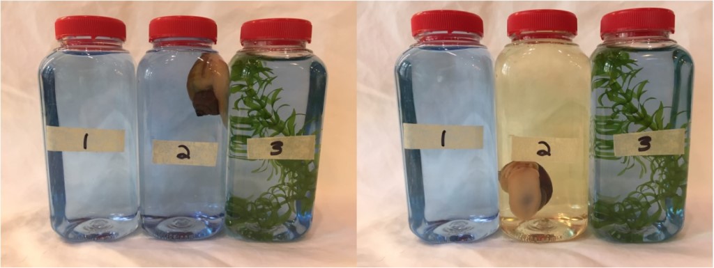 Three bottles with blue solution. One has a plant, another has a snail and the third is empty.