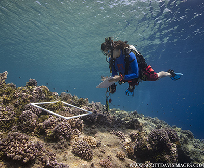 Michelle Paddack taking data underwater off the shore of Elato Island.  Photo credit: Scott Davis