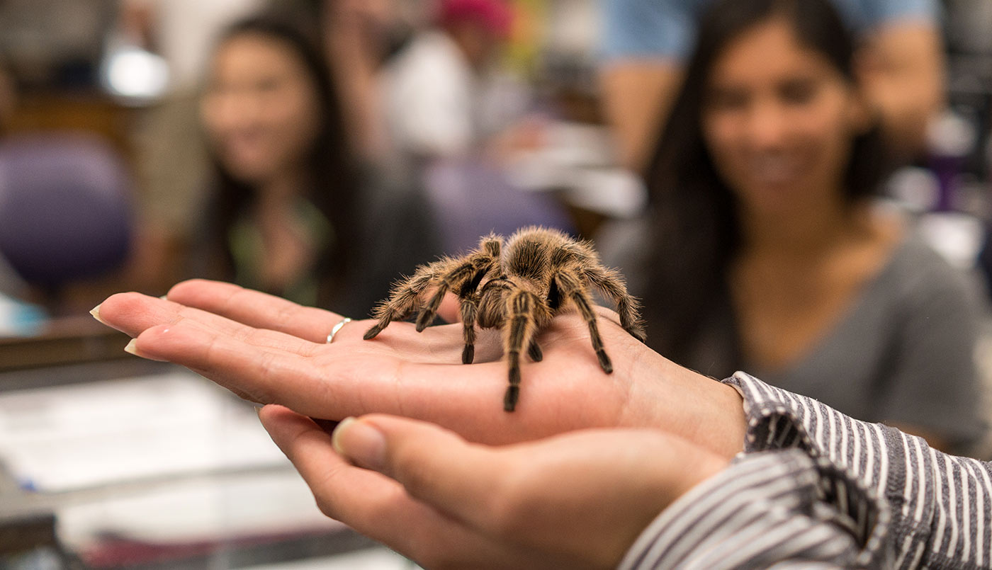 SBCC biology student holding a tarantula