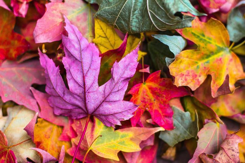 header image of fall leaves